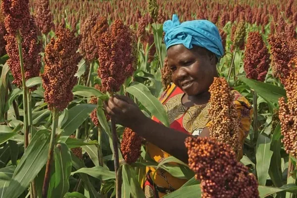 Sorghum could replace corn as a climate-resistant food crop