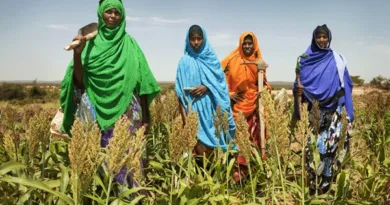 Green Climate Fund Provides $95M to Support Climate-Resilient Agriculture in Somalia