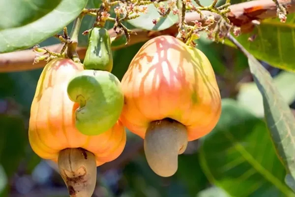 Cashew Apple