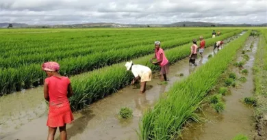 Madagascar Plans to Expand Rice Acreage and Remain Among the Top African Rice Producers