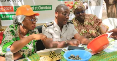 Cote d’Ivoire Cashew Nuts Exports Bring In $623M in 2025